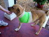 Trey the Three-Legged Dog