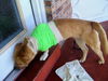 Trey the Three-Legged Dog