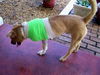 Trey the Three-Legged Dog