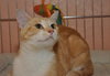 Roxy the Classic Tabby