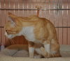 Roxy the Classic Tabby