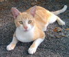 Roxy the Classic Tabby