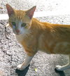 Roxy the Classic Tabby