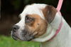 Delilah the Delightful Boxer-Bulldog