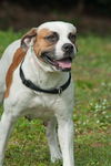 Delilah the Delightful Boxer-Bulldog