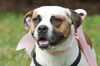 Delilah the Delightful Boxer-Bulldog