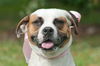 Delilah the Delightful Boxer-Bulldog