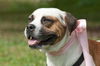 Delilah the Delightful Boxer-Bulldog