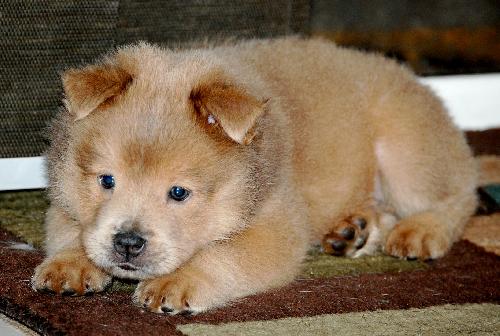 Akita chow clearance puppy