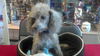 Debo the Mini-Poodle