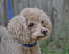 Debo the Mini-Poodle