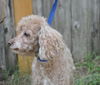 Debo the Mini-Poodle