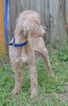 Debo the Mini-Poodle