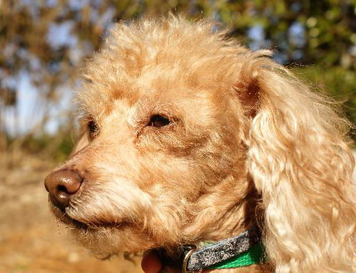 Debo the Mini-Poodle