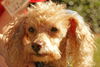 Debo the Mini-Poodle