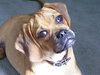 Luna the Puggle
