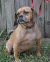 Luna the Puggle
