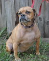 Luna the Puggle