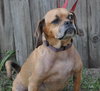 Luna the Puggle