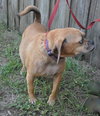 Luna the Puggle
