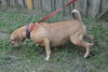 Luna the Puggle