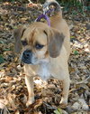Luna the Puggle
