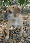 Luna the Puggle