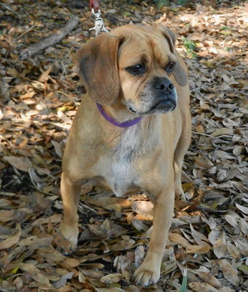Luna the Puggle