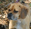 Luna the Puggle
