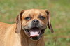 Luna the Puggle