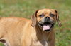 Luna the Puggle