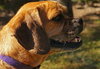 Luna the Puggle
