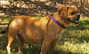 Luna the Puggle