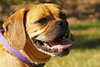 Luna the Puggle
