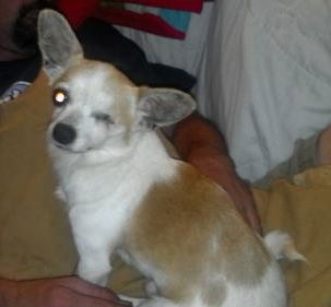 Dexter the Little Chihuahua