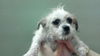 Opal the Wiredhaired Jack Russell Terrier Puppy