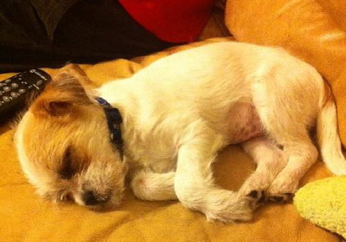 Opal the Wiredhaired Jack Russell Terrier Puppy