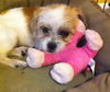 Opal the Wiredhaired Jack Russell Terrier Puppy