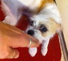 Opal the Wiredhaired Jack Russell Terrier Puppy