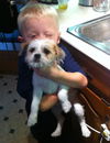 Opal the Wiredhaired Jack Russell Terrier Puppy
