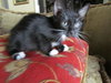 Diamond the Tuxedo Kitten