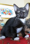 Diamond the Tuxedo Kitten