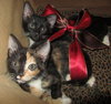 Diamond the Tuxedo Kitten