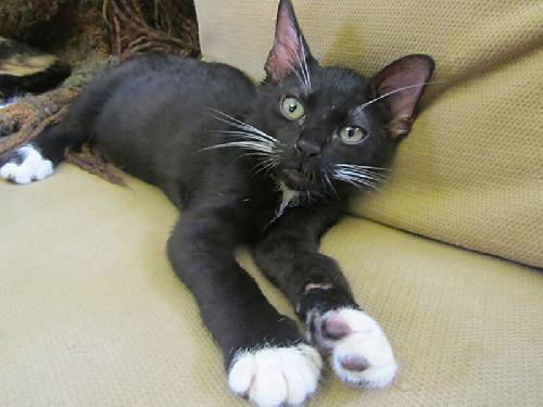 Diamond the Tuxedo Kitten