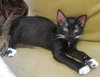 Diamond the Tuxedo Kitten