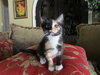 Sugar the Calico Kitten