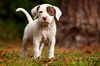 German the Bulldog-Lab Puppy