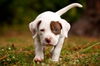 German the Bulldog-Lab Puppy