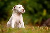 German the Bulldog-Lab Puppy