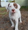 German the Bulldog-Lab Puppy